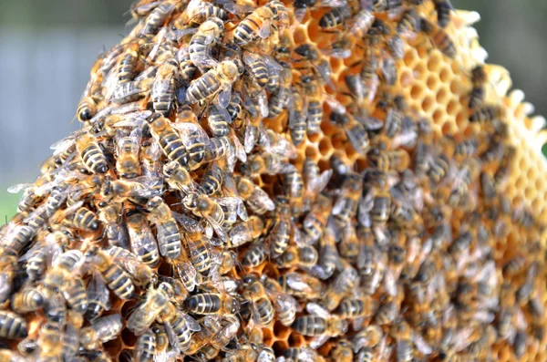 Abejas en marco panal — Foto de Stock