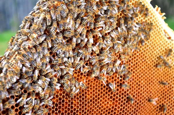 Abeilles sur cadre nid d'abeille — Photo
