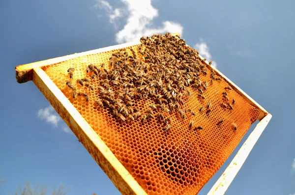 Bees on honeycomb frame against blue sky — Stock Photo, Image