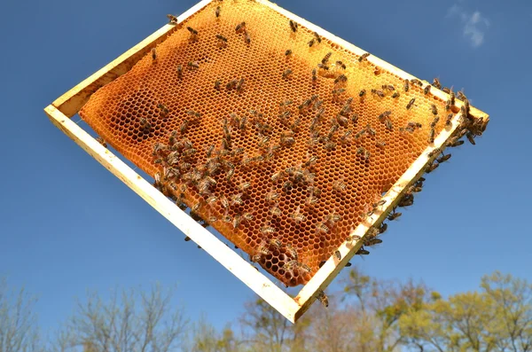 Abeilles sur cadre en nid d'abeille contre ciel bleu — Photo