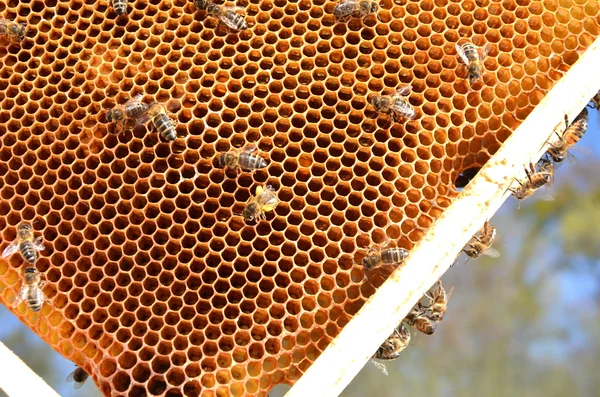 Пчелы на раме из сотовых — стоковое фото