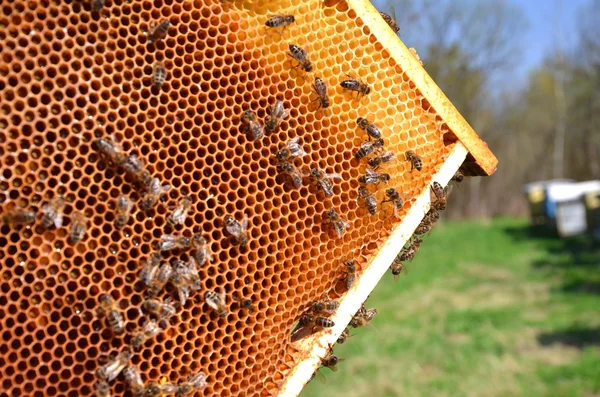 Včely na plástve v včelín v jarní — Stock fotografie