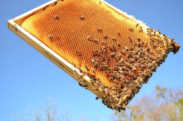 Bees on honeycomb frame against blue sky — Stock Photo, Image