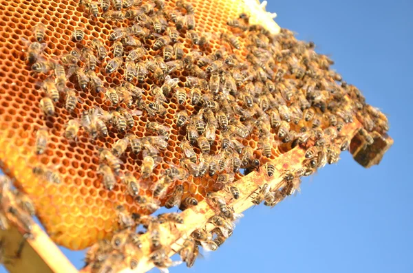 Bienen auf Wabengestell vor blauem Himmel — Stockfoto