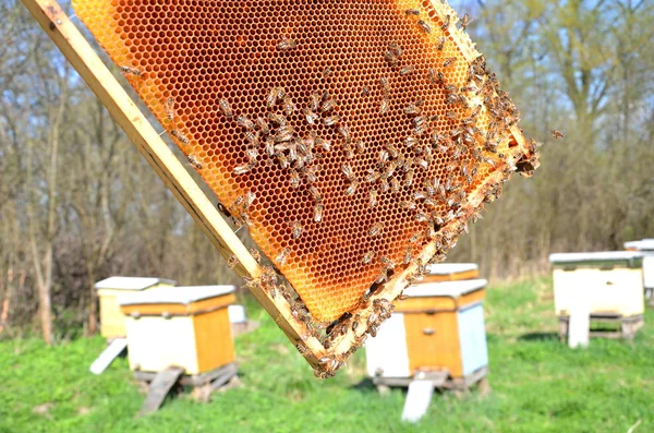 Bijen op de honingraat in de bijenteelt in de lente — Stockfoto