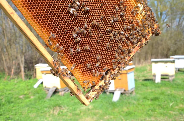 Bienen auf Bienenwaben im Bienenhaus im Frühling — Stockfoto