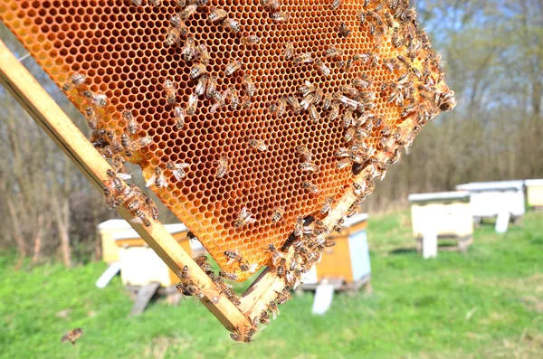 春の養蜂場でハニカム上の蜂 — ストック写真