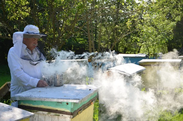 Ervaren senior bijenhouder in zijn bijenstal die brand sticht bij een bijenroker — Stockfoto