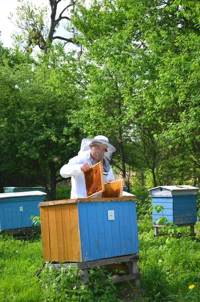 Apicultor sénior experiente trabalhando em seu apiário na primavera — Fotografia de Stock