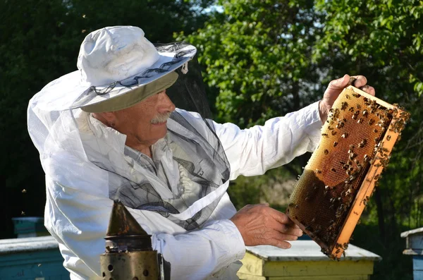Zkušený starší včelař pracující na jaře ve svém včelíně — Stock fotografie