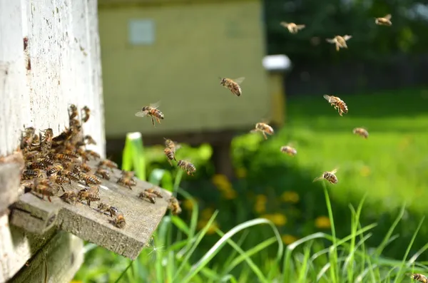 Veel van de bijen bij de ingang van de Bijenkorf in de bijenteelt in de lente Rechtenvrije Stockfoto's