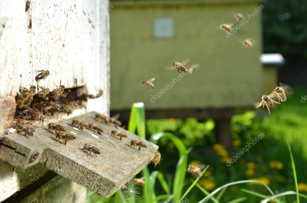 Plenty of bees at the entrance of beehive in apiary in the springtime