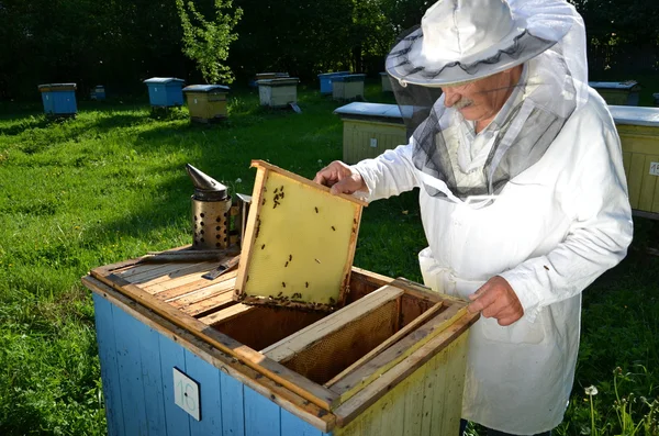 Apicoltore anziano esperto che lavora nel suo apiario in primavera — Foto Stock
