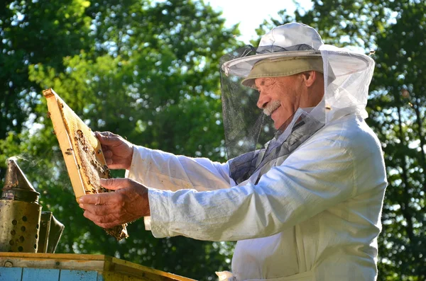 Ervaren senior imker werkzaam in bijenstal — Stockfoto