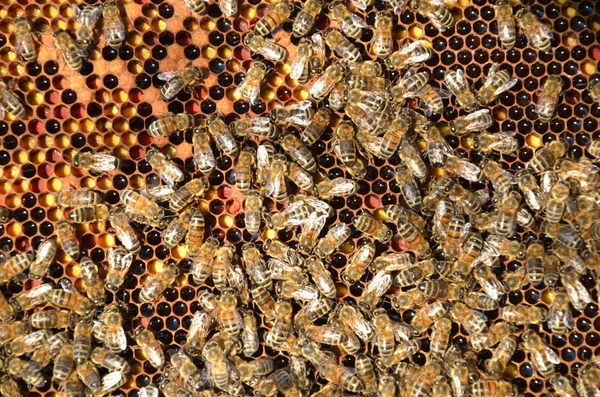 Abelhas trabalhadoras em favo de mel — Fotografia de Stock