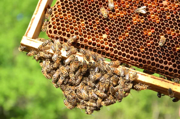 Hardwerkende bijen op de honingraat — Stockfoto