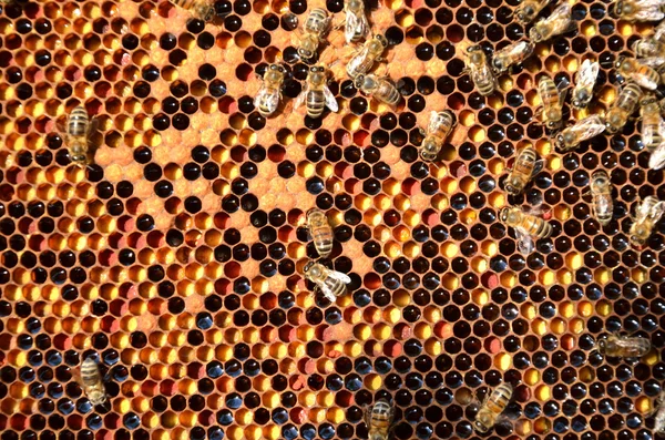 Flitiga bin på honeycomb — Stockfoto