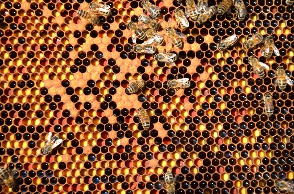 Flitiga bin på honeycomb — Stockfoto