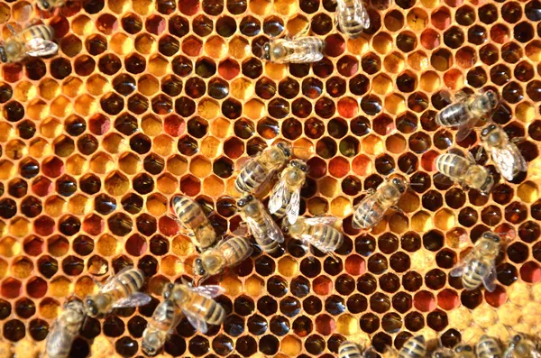 Flitiga bin på honeycomb — Stockfoto