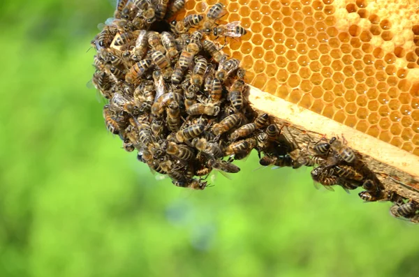 Abeilles laborieuses en nid d'abeille — Photo