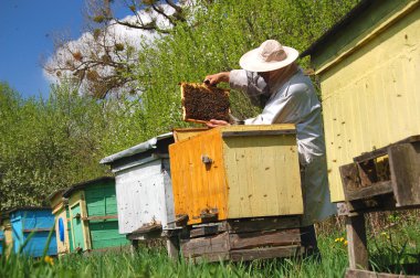 Arılarda çalışan deneyimli arıcı.