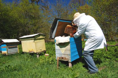 Arılarda çalışan deneyimli arıcı.