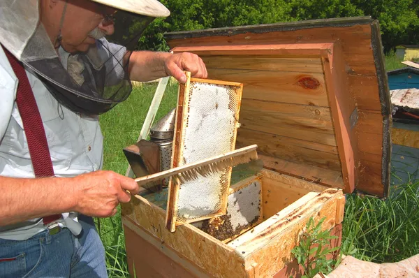 Doświadczony starszy pszczelarz pracujący w pasiece — Zdjęcie stockowe