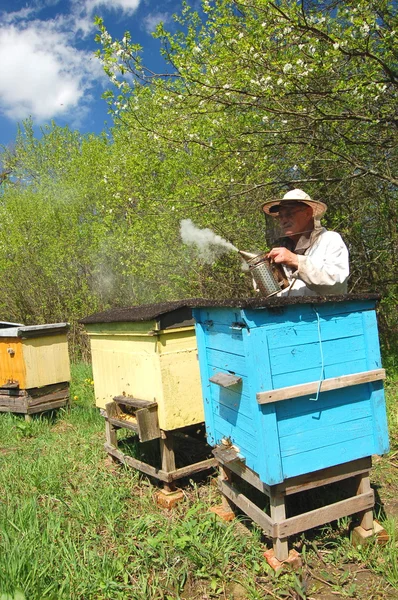 Apicoltore anziano esperto che lavora nell'apiario — Foto Stock