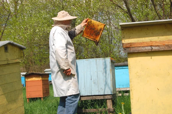 Опытный старший пчеловод работает на пасеке — стоковое фото
