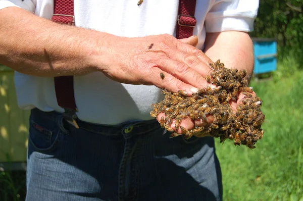 Pszczelarz i jego pszczoły — Zdjęcie stockowe