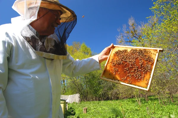 経験豊富な上級養蜂家が臨時で働いています — ストック写真
