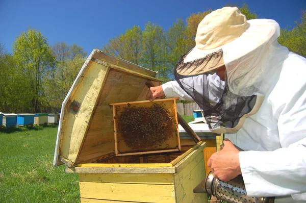 Zkušený starší včelař pracující ve včelíně — Stock fotografie