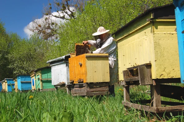 Apiculteur chevronné travaillant dans un rucher — Photo