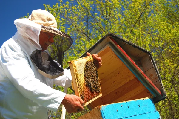 Опытный старший пчеловод работает на пасеке — стоковое фото