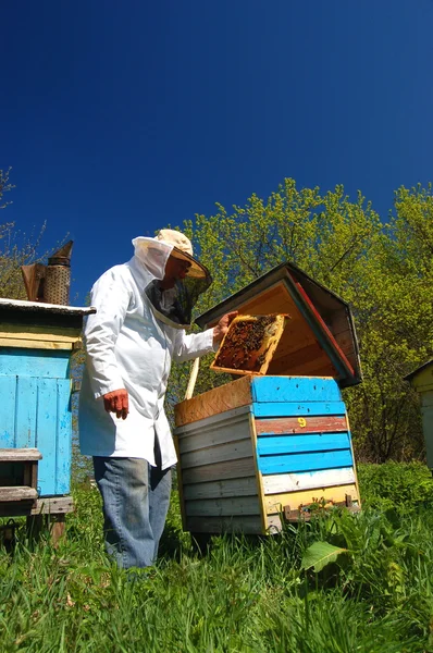 Ervaren senior imker werkzaam in bijenstal — Stockfoto