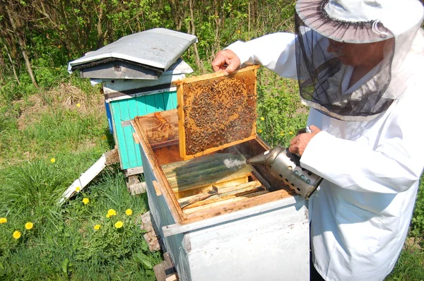 Apicoltore anziano esperto che lavora nell'apiario — Foto Stock