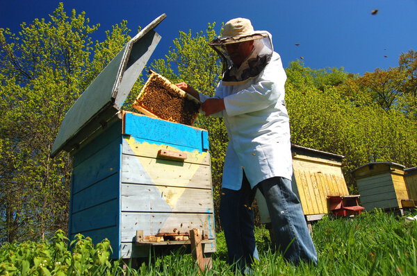 Опытный старший пчеловод работает на пасеке
