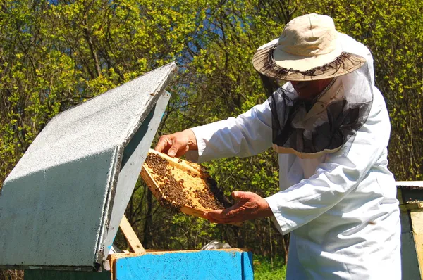 Doświadczony starszy pszczelarz pracujący w pasiece — Zdjęcie stockowe