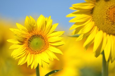 güzel ayçiçeği Toskana, İtalya