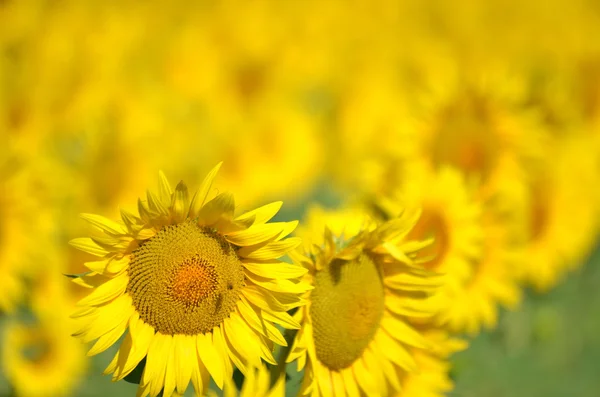 Bellissimi girasoli della Toscana, Italia — Foto Stock