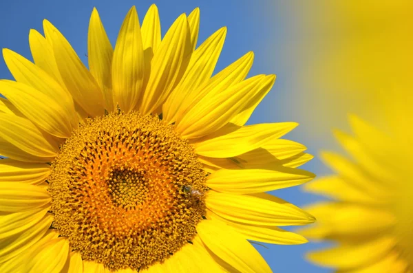 Hermosos girasoles de Toscana, Italia —  Fotos de Stock