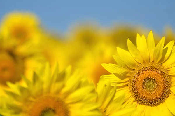 Bellissimi girasoli della Toscana, Italia — Foto Stock