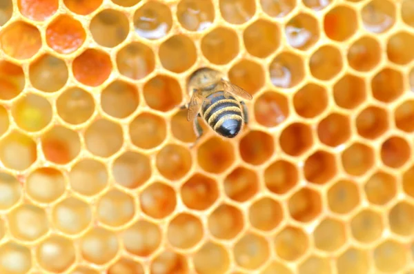 Abeja en panal comiendo miel —  Fotos de Stock