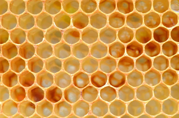 Honeycomb Stock Photo