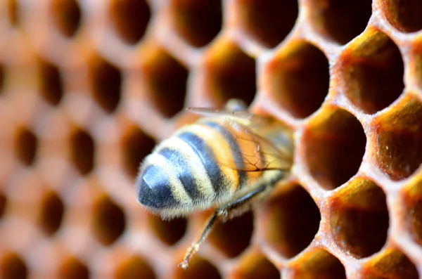Biene auf Wabe, die Honig isst Stockbild