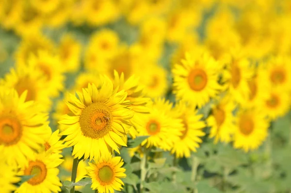 Hermosos girasoles de Toscana, Italia —  Fotos de Stock