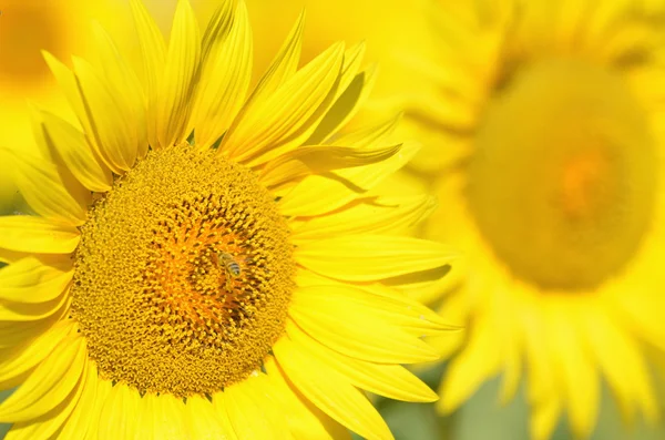 Beautiful sunflowers of Tuscany, Italy — Stock Photo, Image