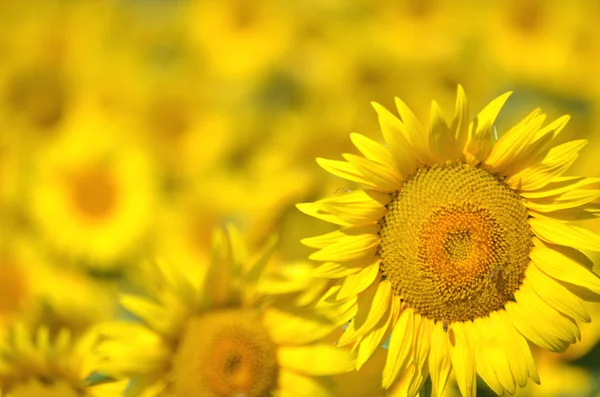 Hermosos girasoles de Toscana, Italia —  Fotos de Stock