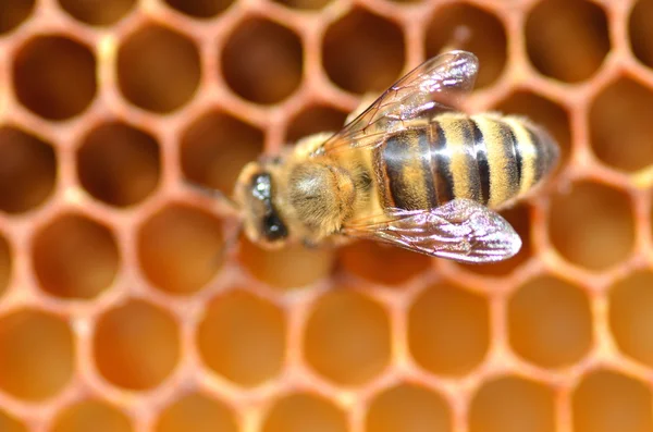 Primer plano de una abeja en panal — Foto de Stock