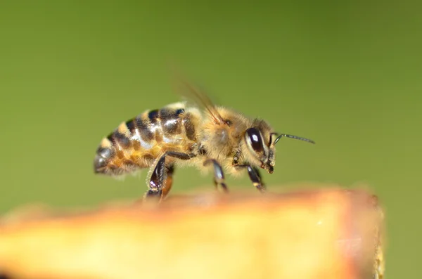Closeup της μέλισσας την κηρήθρα — Φωτογραφία Αρχείου